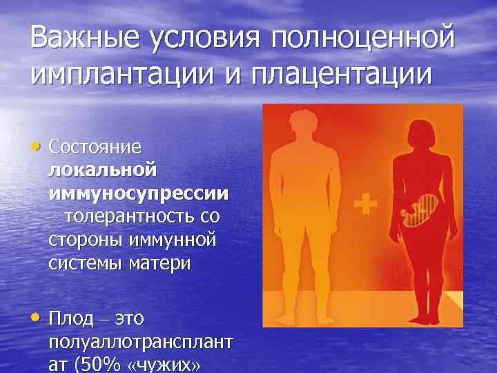 Важные условия полноценной имплантации и плацентации • Состояние локальной иммуносупрессии – толерантность со стороны