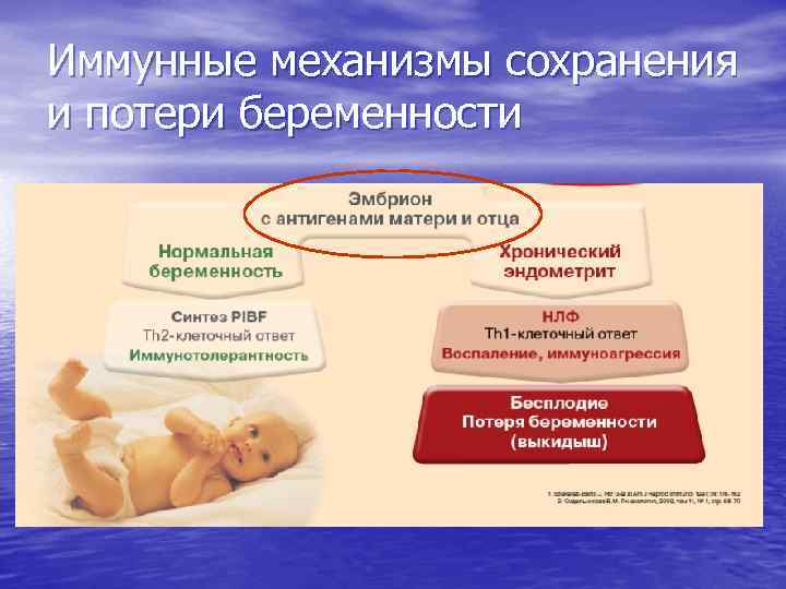 Иммунные механизмы сохранения и потери беременности 