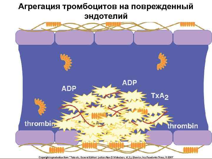 Агрегация тромбоцитов на поврежденный эндотелий 