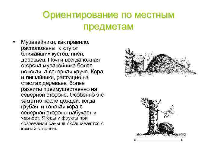 Ориентирование по местным предметам • Муравейники, как правило, расположены к югу от ближайших кустов,