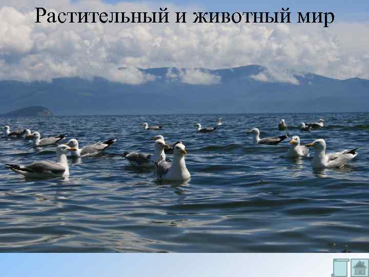 Растительный и животный мир 