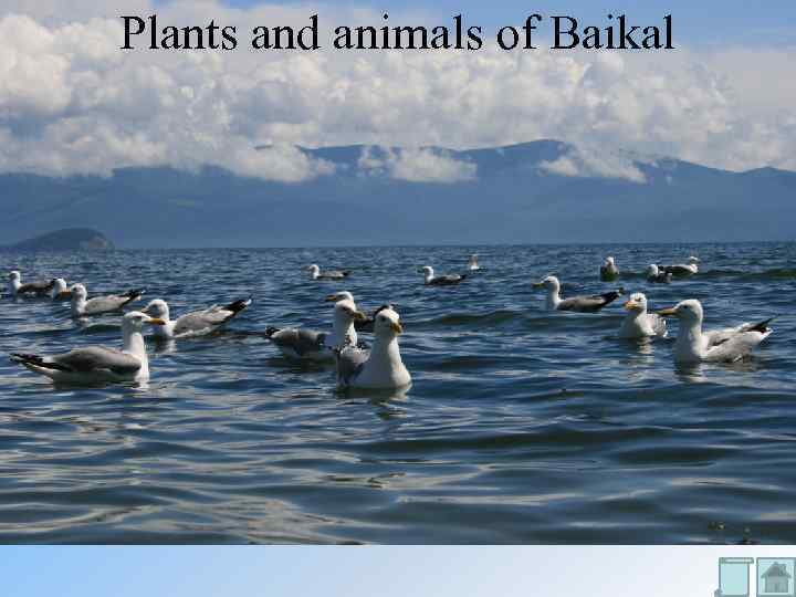 Plants and animals of Baikal 