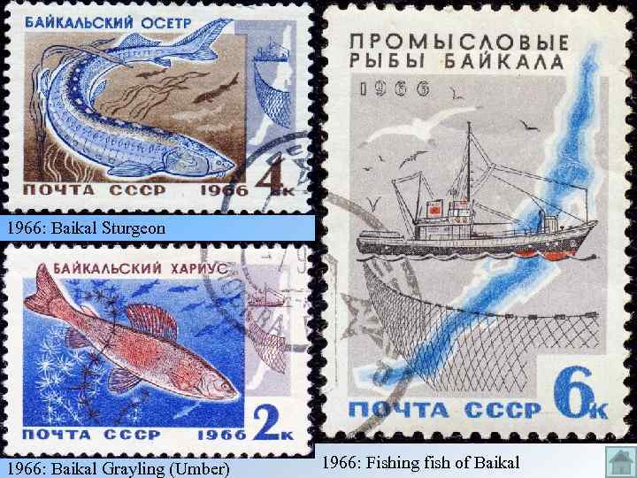 1966: Baikal Sturgeon 1966: Baikal Grayling (Umber) 1966: Fishing fish of Baikal 