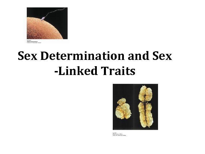 Sex Determination and Sex -Linked Traits 