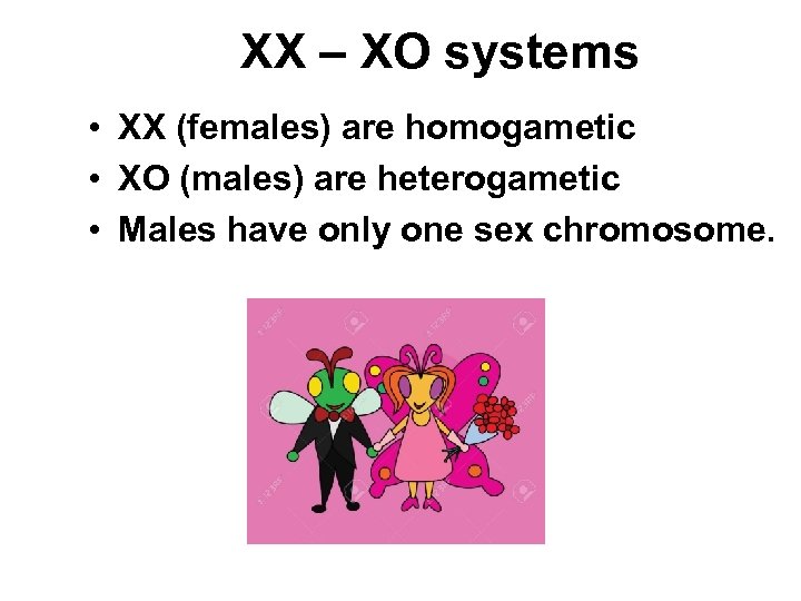 XX – XO systems • XX (females) are homogametic • XO (males) are heterogametic