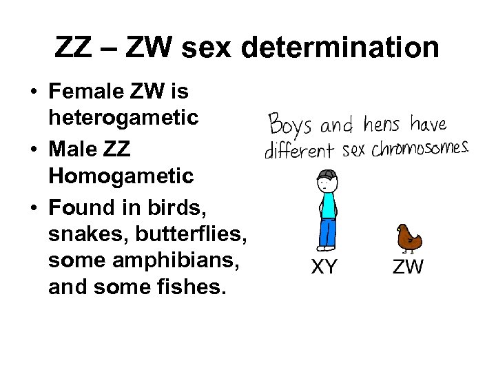 ZZ – ZW sex determination • Female ZW is heterogametic • Male ZZ Homogametic
