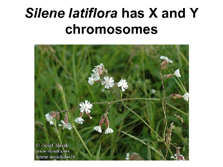 Silene latiflora has X and Y chromosomes 