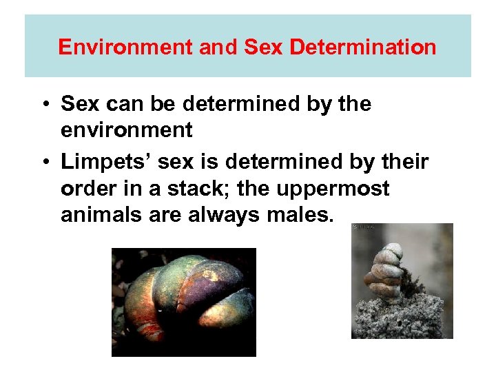 Environment and Sex Determination • Sex can be determined by the environment • Limpets’