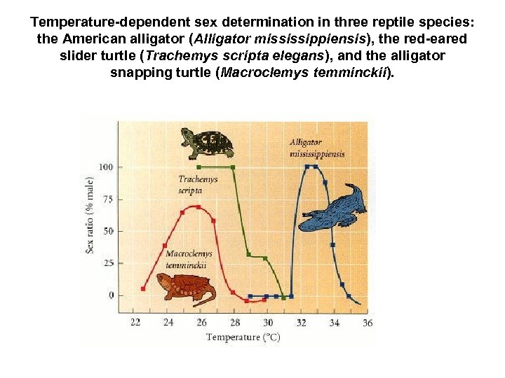 Temperature-dependent sex determination in three reptile species: the American alligator (Alligator mississippiensis), the red-eared