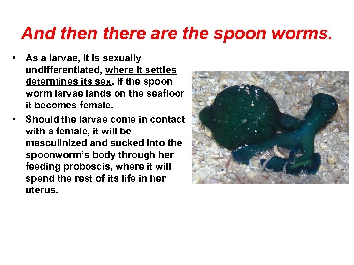 And then there are the spoon worms. • As a larvae, it is sexually