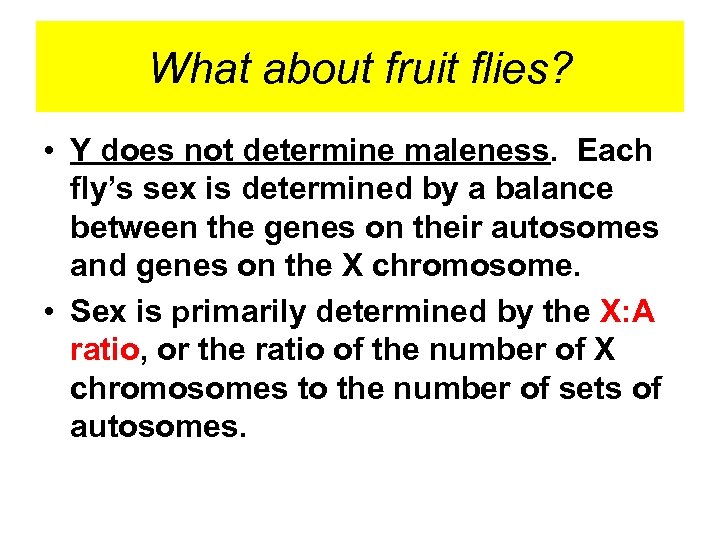 What about fruit flies? • Y does not determine maleness. Each fly’s sex is