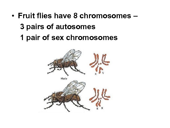  • Fruit flies have 8 chromosomes – 3 pairs of autosomes 1 pair