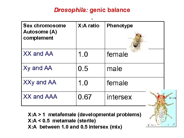 Drosophila: genic balance. Sex chromosome Autosome (A) complement X: A ratio Phenotype XX and