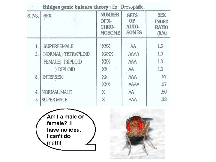 Am I a male or female? I have no idea. I can’t do math!