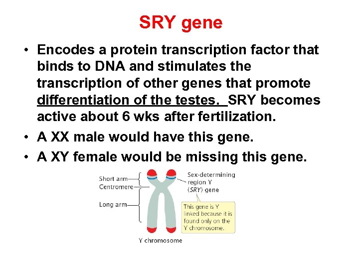 SRY gene • Encodes a protein transcription factor that binds to DNA and stimulates