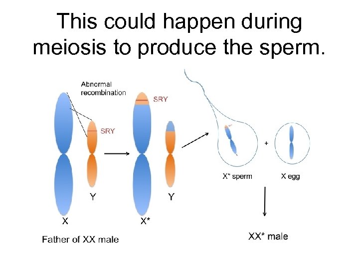 This could happen during meiosis to produce the sperm. 