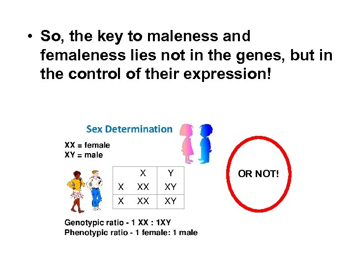  • So, the key to maleness and femaleness lies not in the genes,
