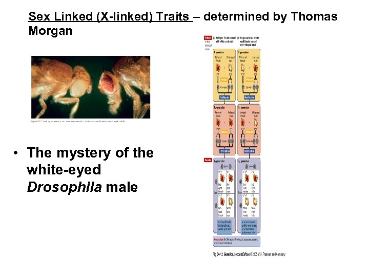 Sex Linked (X-linked) Traits – determined by Thomas Morgan • The mystery of the
