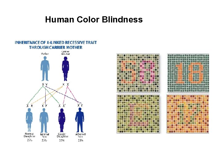 Human Color Blindness 