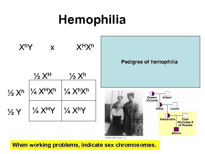 Hemophilia X h. Y x X HX h Pedigree of hemophilia ½ XH ½