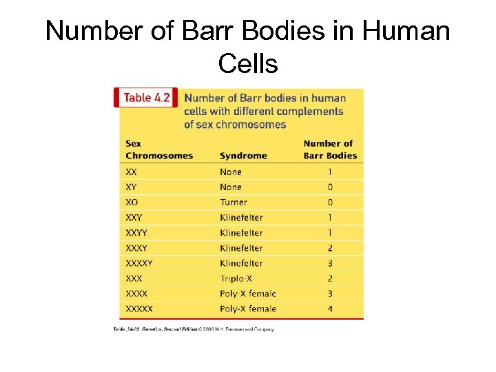 Number of Barr Bodies in Human Cells 