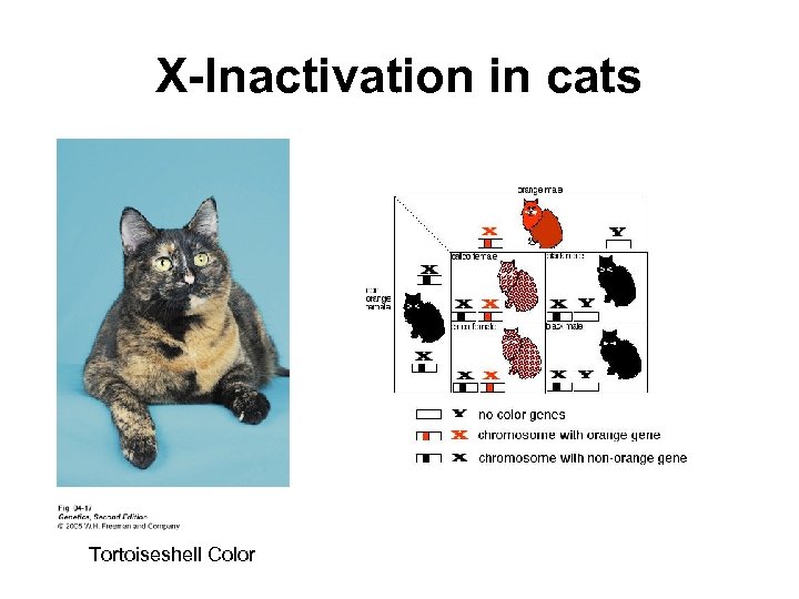 X-Inactivation in cats Tortoiseshell Color 