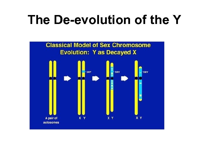 The De-evolution of the Y 