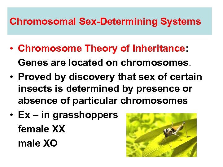 Chromosomal Sex-Determining Systems • Chromosome Theory of Inheritance: Genes are located on chromosomes. •