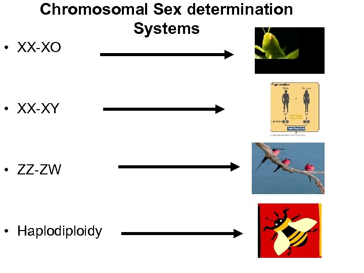 Chromosomal Sex determination Systems • XX-XO • XX-XY • ZZ-ZW • Haplodiploidy 
