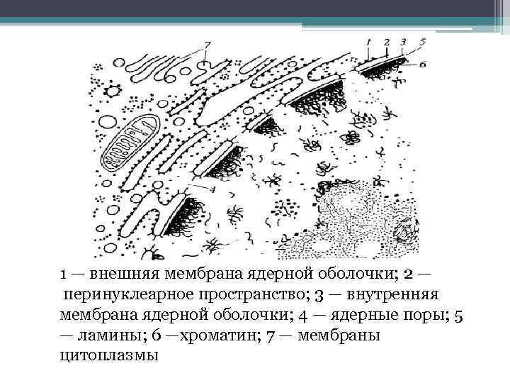 Ядерная мембрана рисунок