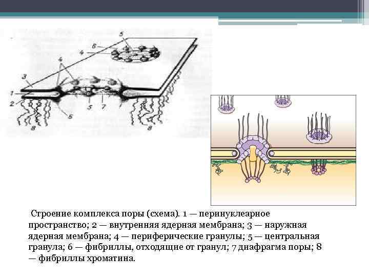 Растворение ядерной мембраны. Строение ядерного порового комплекса. Строение порового комплекса ядра. Схема поровый комплекс ядерной оболочки. Схема строения комплекса ядерной поры.