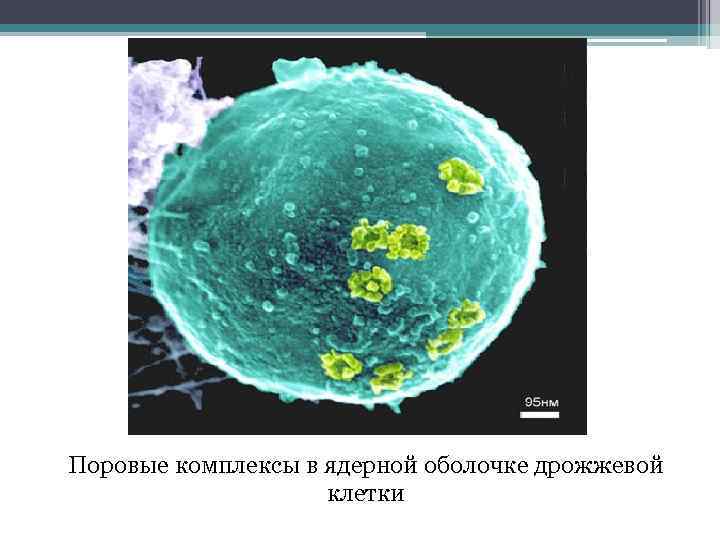 Поровые комплексы в ядерной оболочке дрожжевой клетки 
