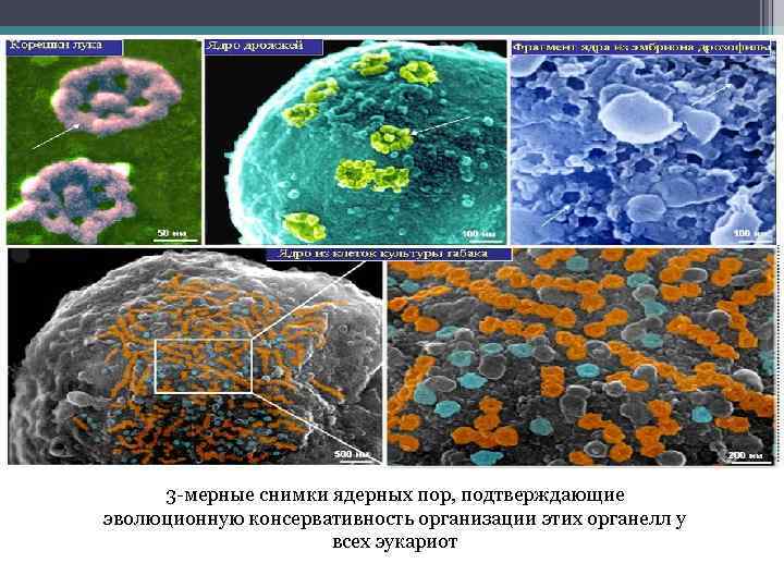 3 -мерные снимки ядерных пор, подтверждающие эволюционную консервативность организации этих органелл у всех эукариот