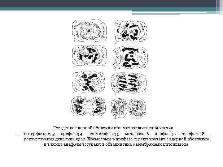 Поведение ядерной оболочки при митозе животной клетки 1 — интерфаза; 2, 3 — профаза;
