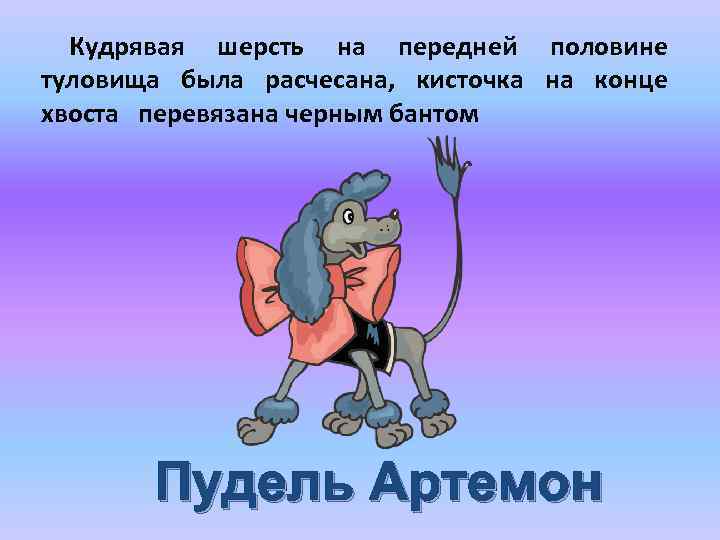 Кудрявая шерсть на передней половине туловища была расчесана, кисточка на конце хвоста перевязана черным