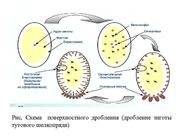 Дробление ядра. Зигота бластомеры. Схема оплодотворения и дробления. Поверхностное дробление схема. Схема дробления зиготы.