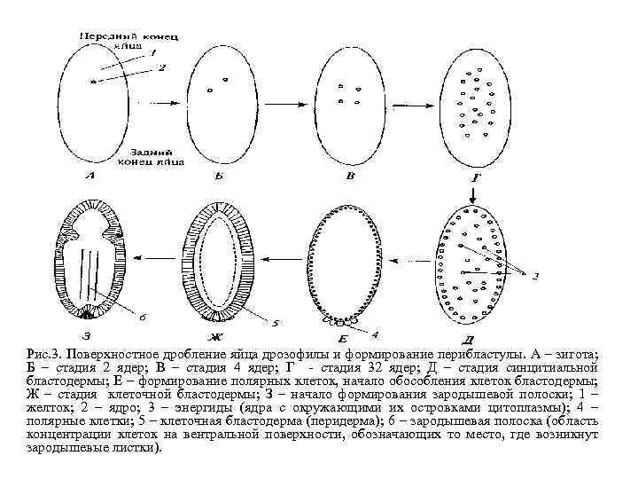 Клетки образующиеся в результате дробления. Поверхностное дробление схема. Механизмы дробления борозды дробления. Типы дробления яйца. Схема классификации основных типов дробления.
