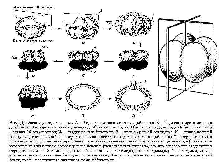 Деление дробления