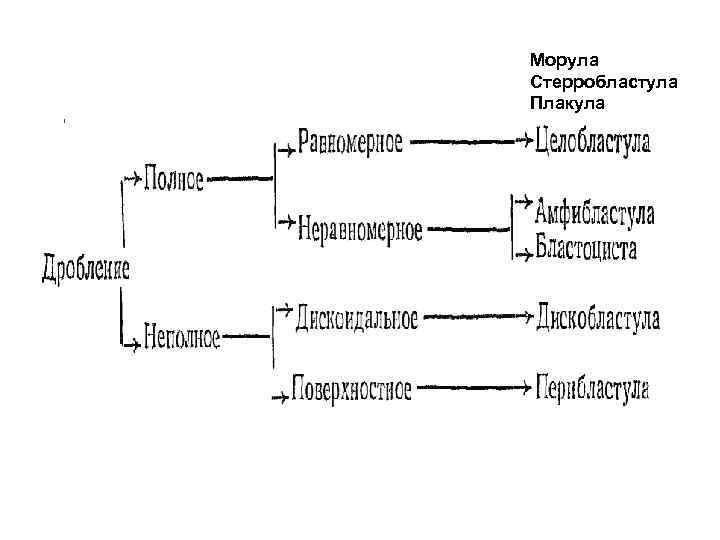 Морула Стерробластула Плакула 