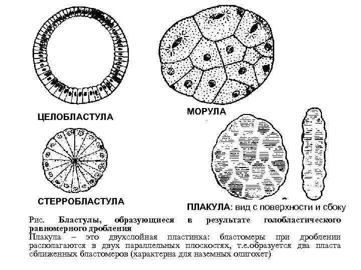 Клетки образующиеся в результате дробления. Целобластула стерробластула. Бластула типы бластул. Типы бластул целобластула. Целобластула амфибластула.