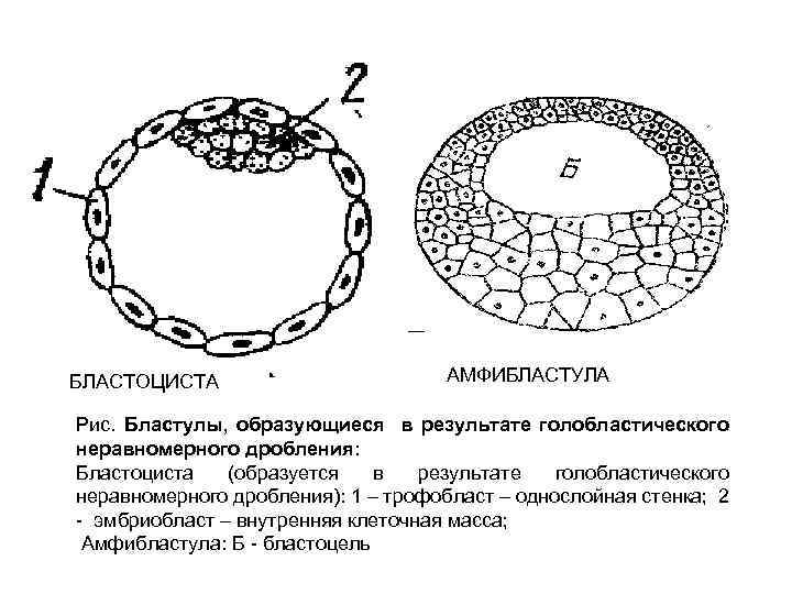 Дробление клетки бластула