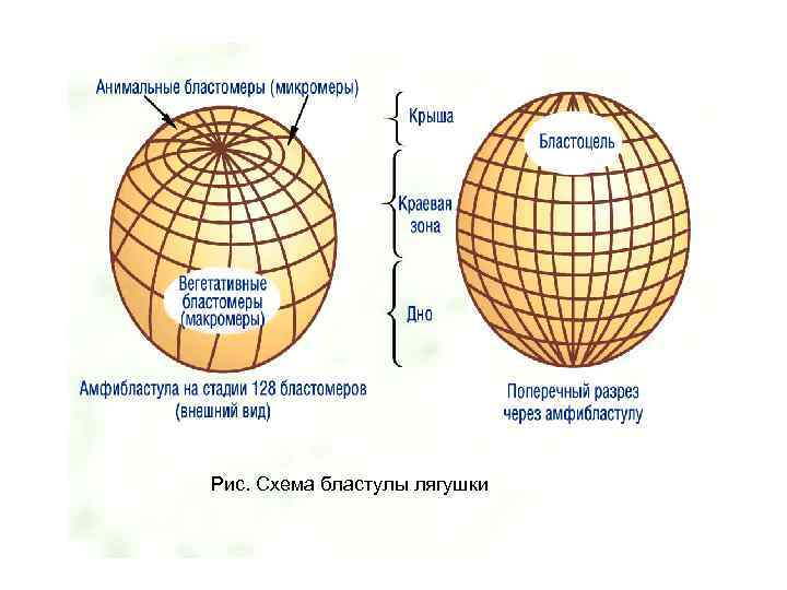 Рис. Схема бластулы лягушки 