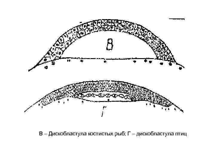В – Дискобластула костистых рыб; Г – дискобластула птиц 