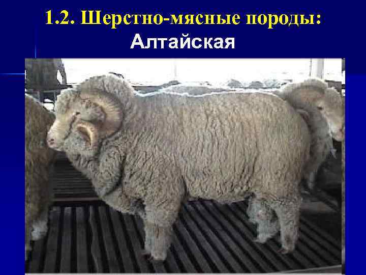 1. 2. Шерстно-мясные породы: Алтайская 