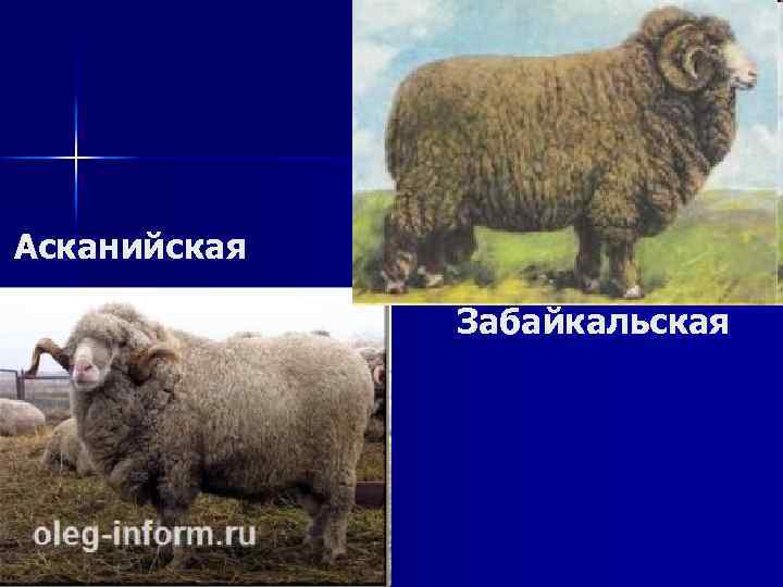 Асканийская Забайкальская 