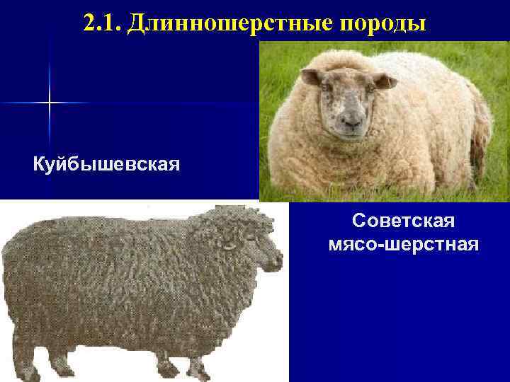 2. 1. Длинношерстные породы Куйбышевская Советская мясо шерстная 