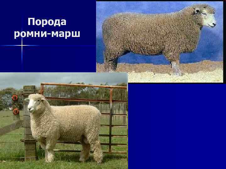 Порода ромни-марш 