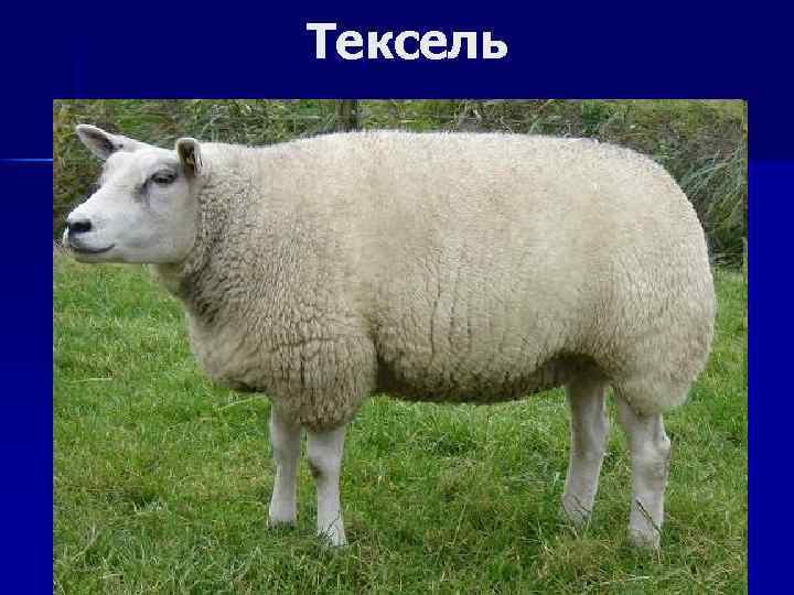 Тексель 