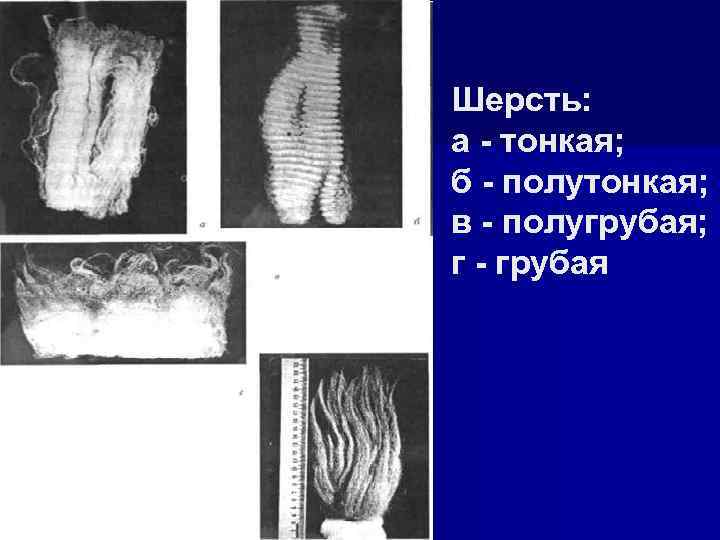 Шерсть: а тонкая; б полутонкая; в полугрубая; г грубая 