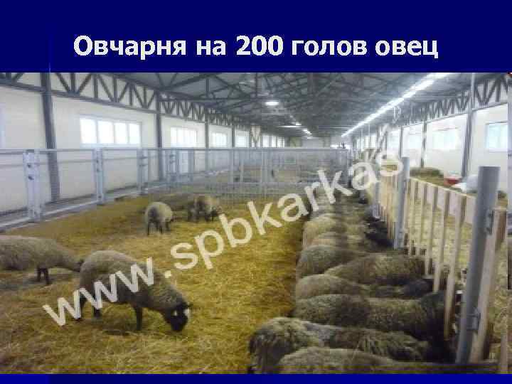 Овчарня на 200 голов овец 